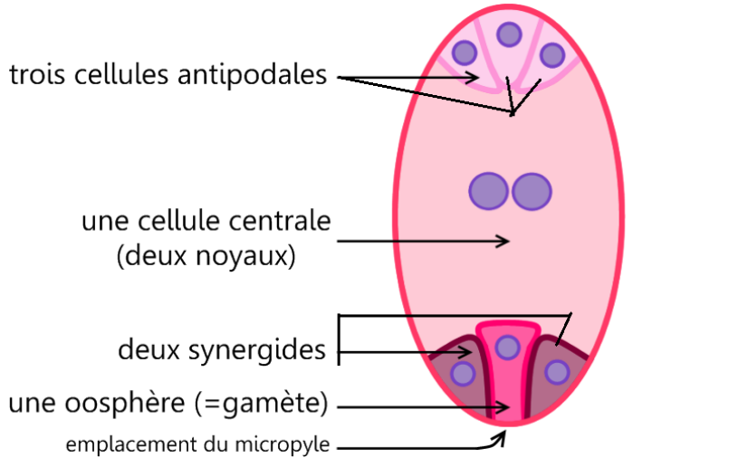 sac embryonnaire annot&eacute; couleur